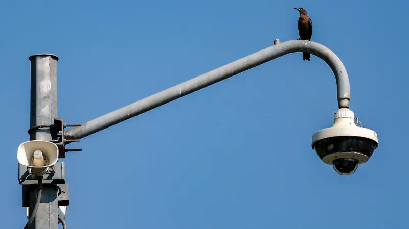 AVES 